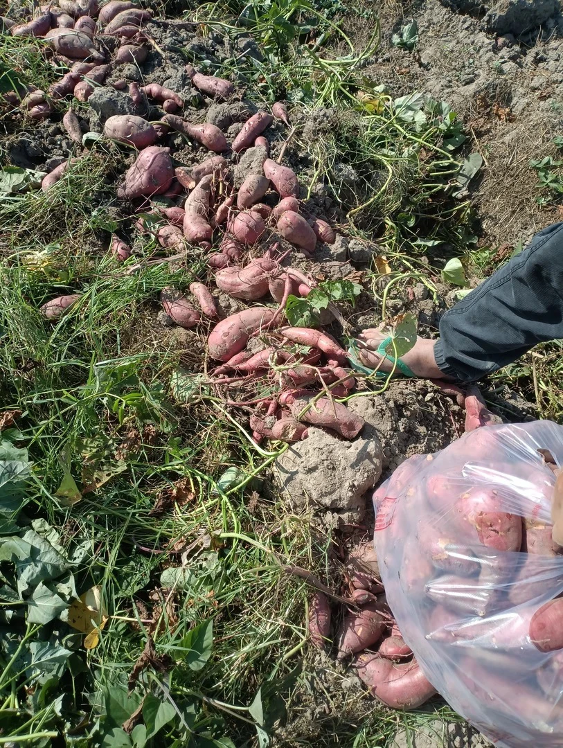 潮汕七里香红薯5斤和菜脯2斤