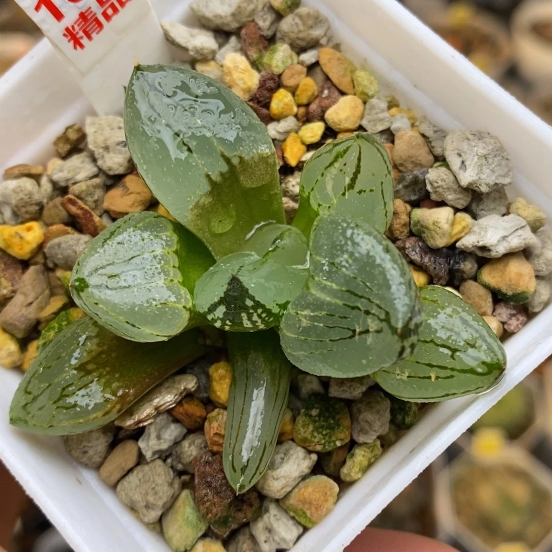 103号虞美人多肉植物