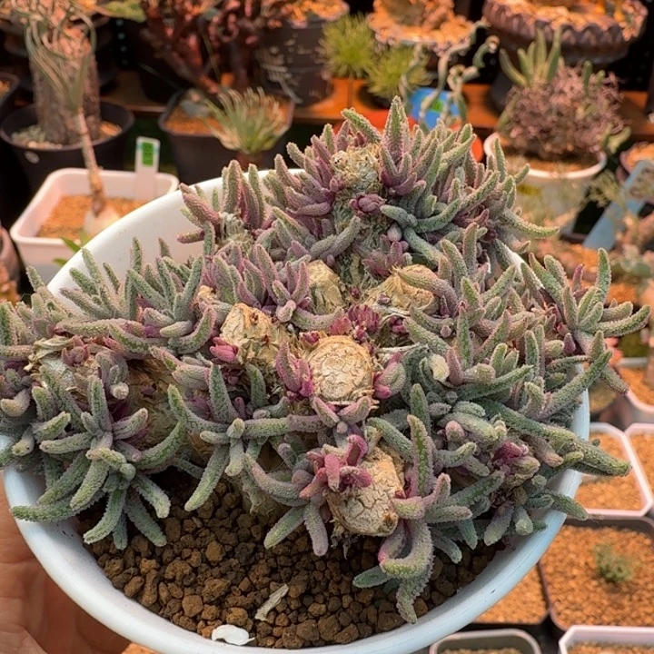 老桩天赐874 仙人球