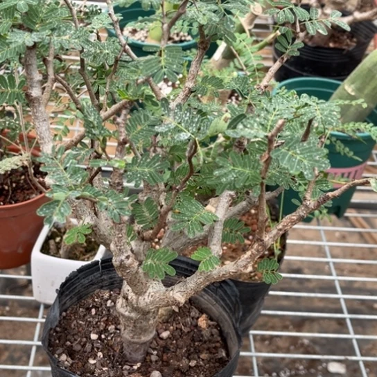 当前无花栽培后可以开花大沙漠苏木