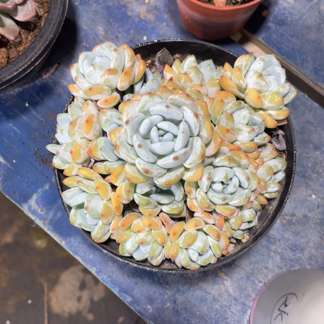 *****一物一拍中通快递