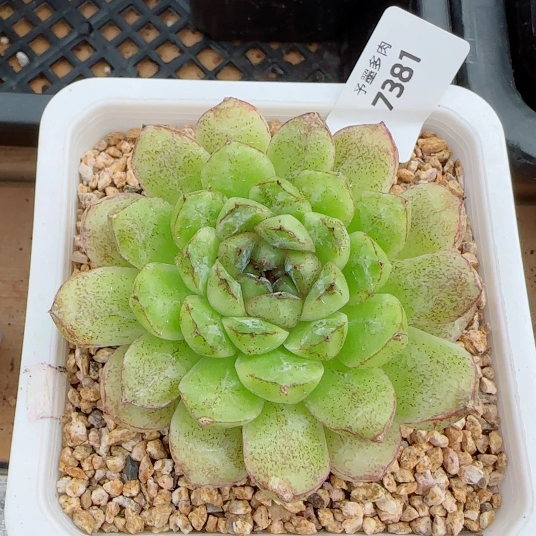 赤水晶，7381多肉植物