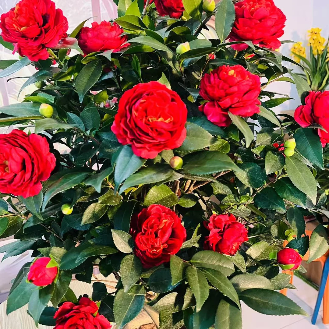 【中国红重瓣山茶花】8年苗四季茶花好养易活阳台带花