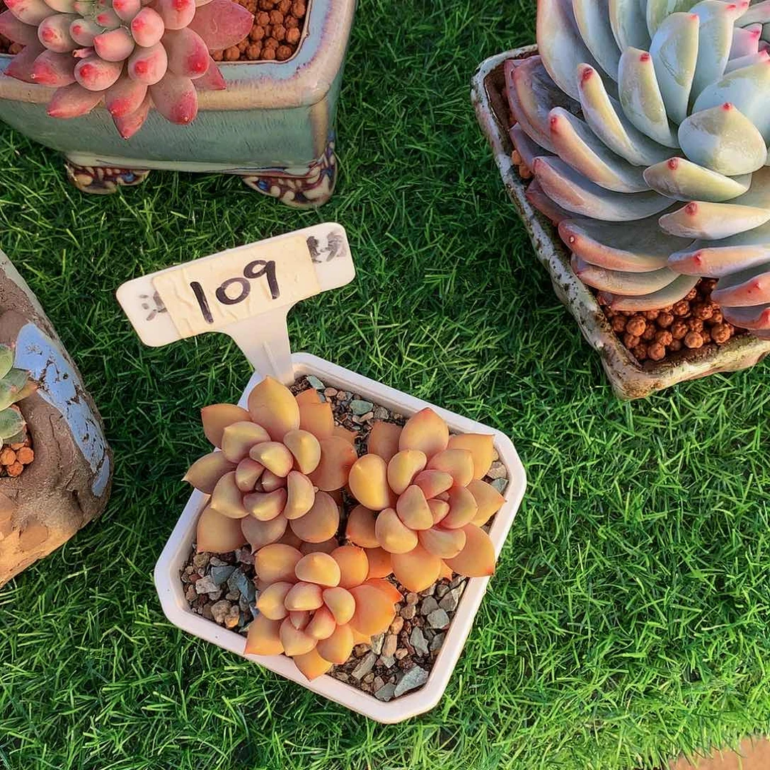 十*红红象牙多肉植物72737