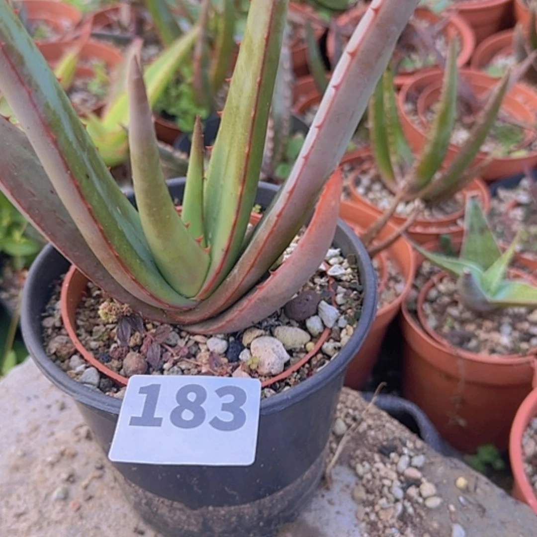 【闪购商品】?*迪块根植物