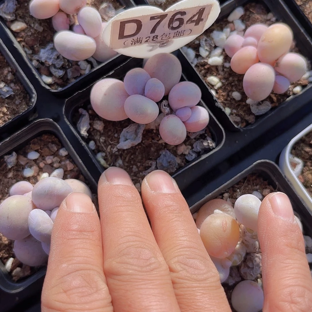 D764水光针一物一拍