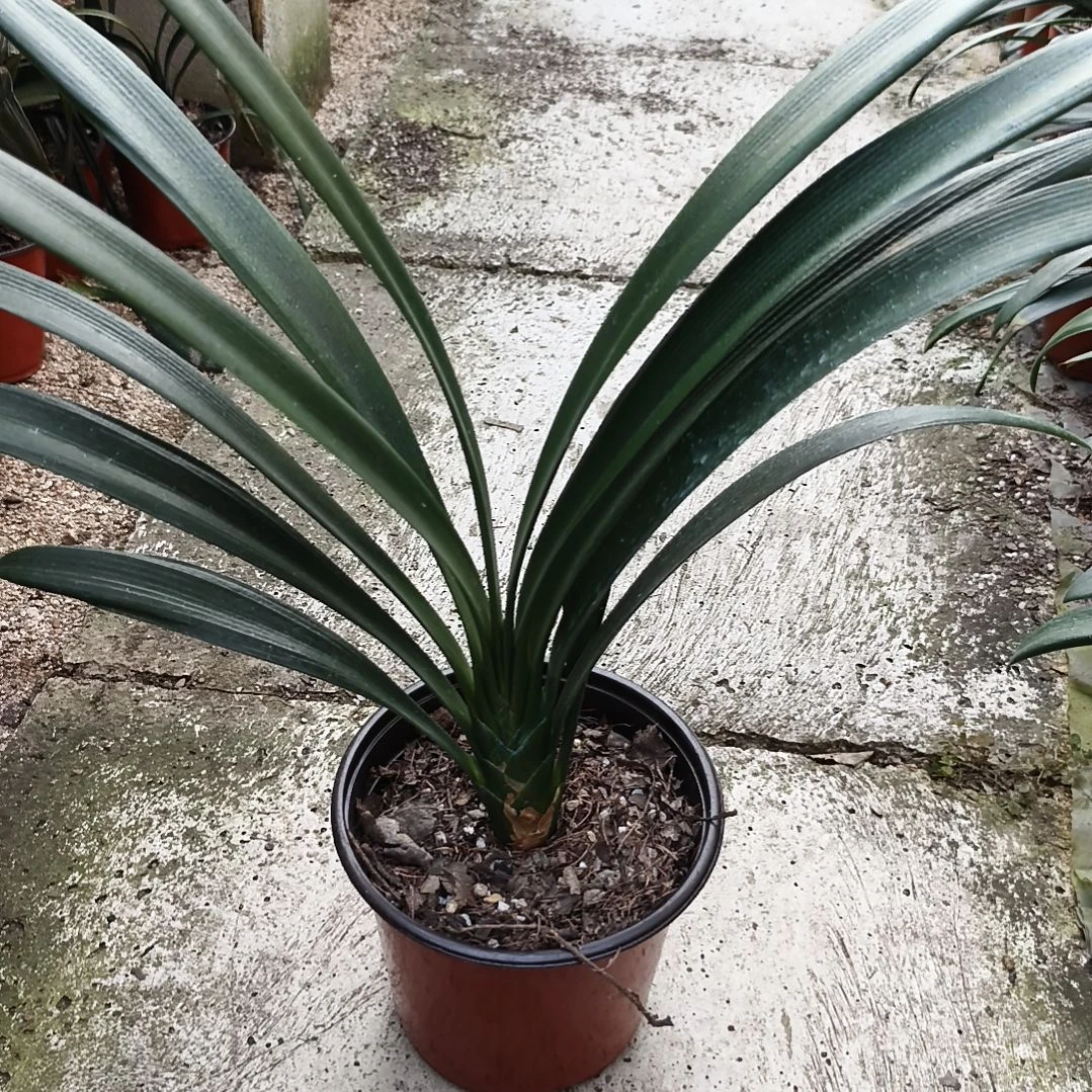 @****完全开放翠绿大苗一颗残叶特惠