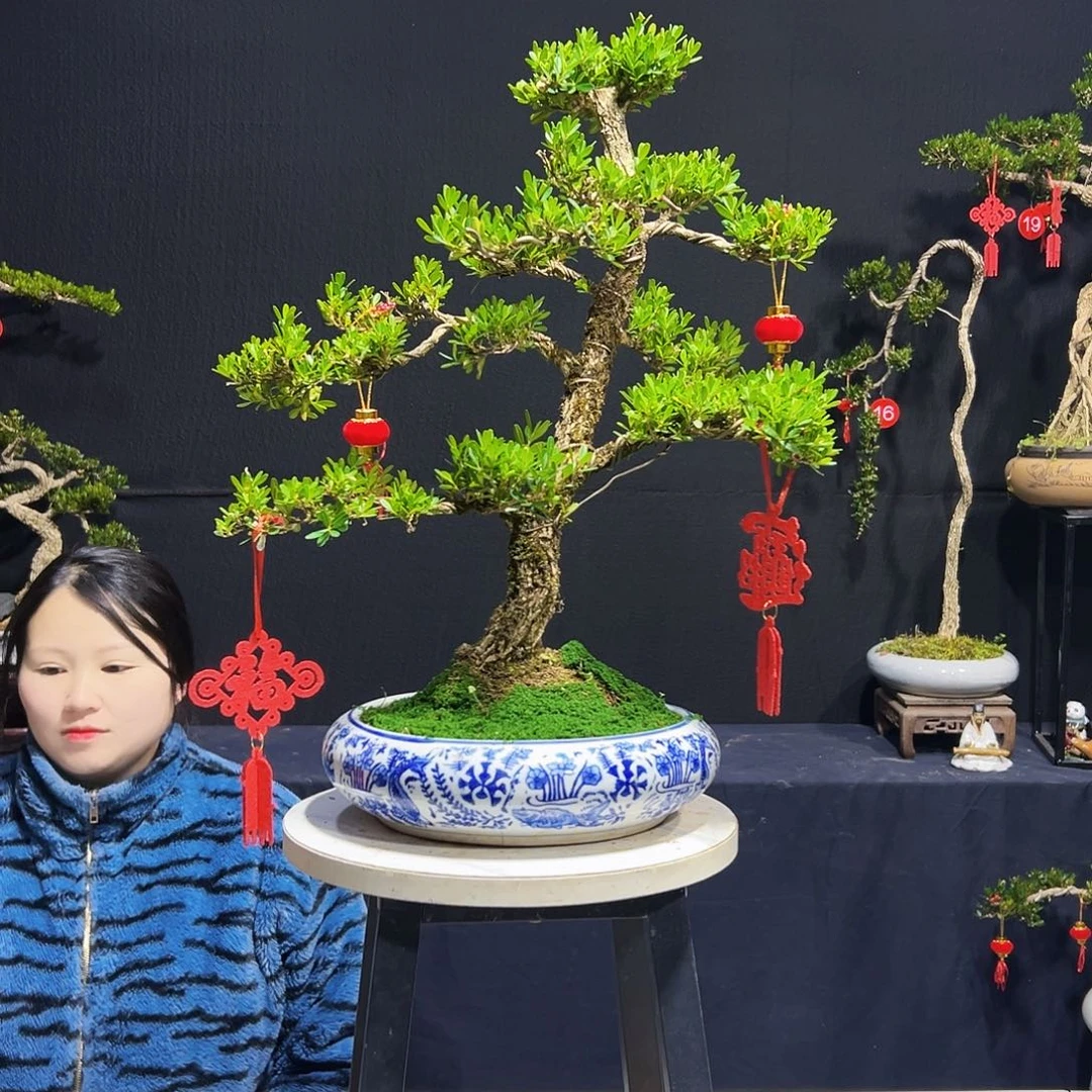 绿植龙*广东皱皮黄杨木