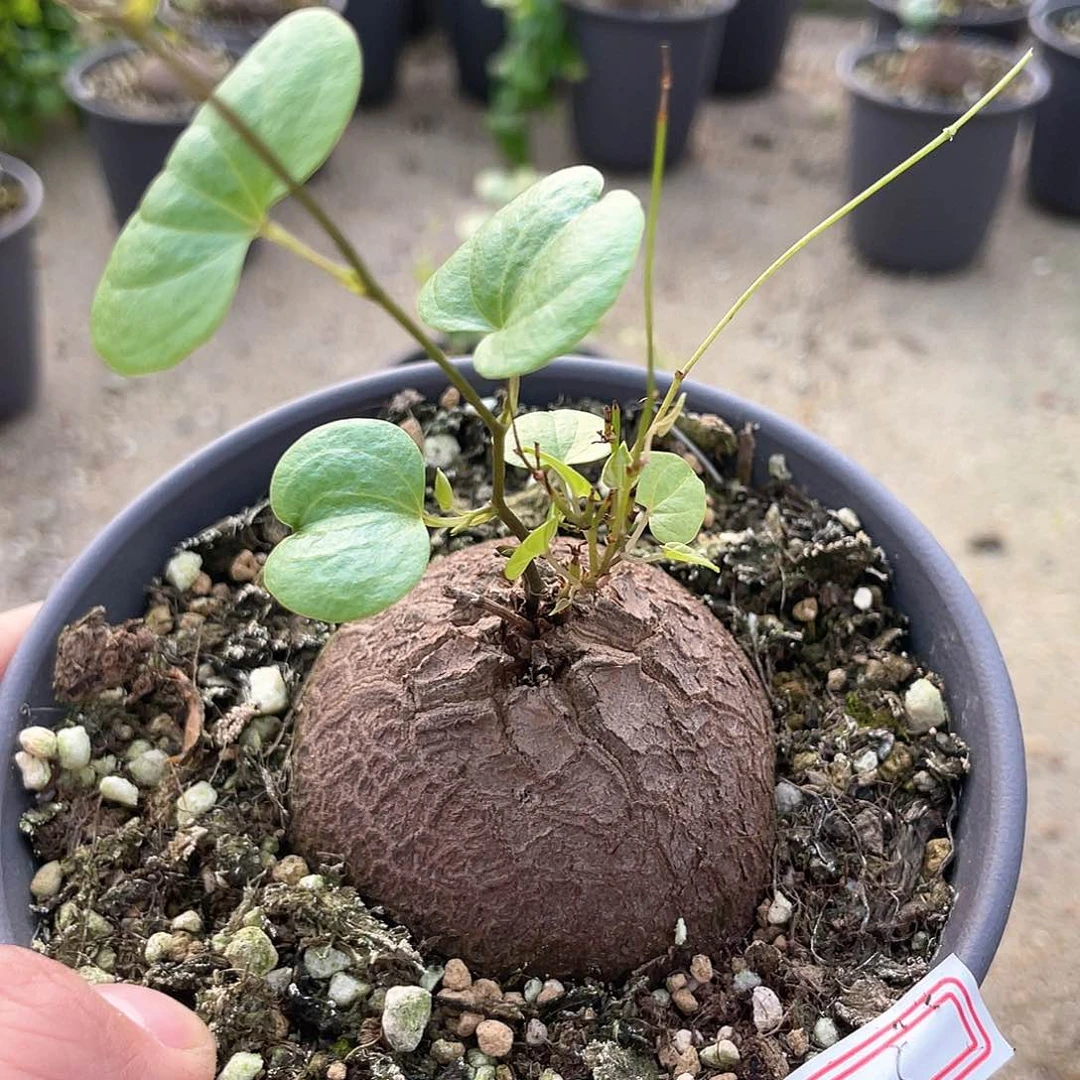 龟甲龙一物一拍045号特价