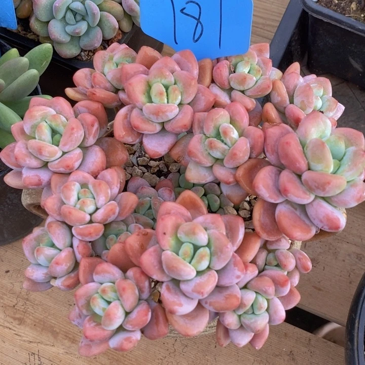 这么大岁数怎么会长出