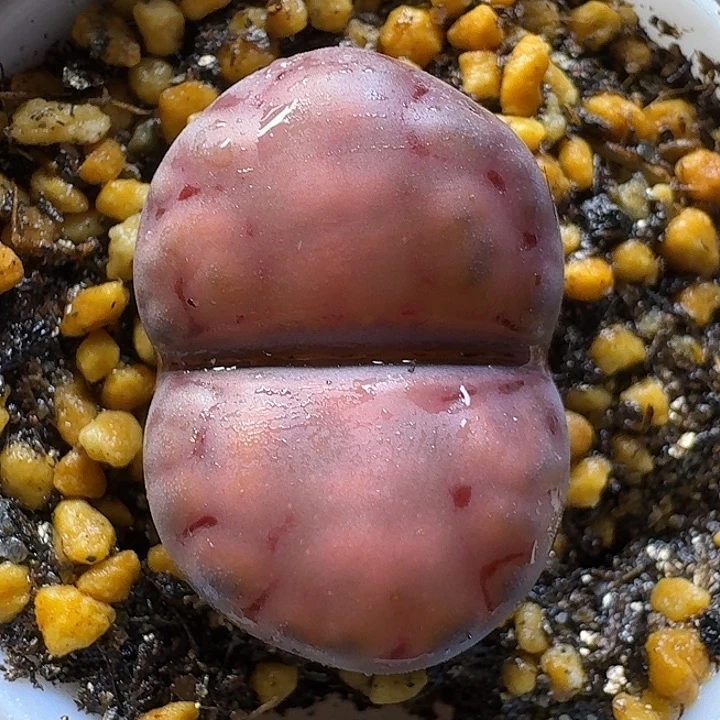 11121生石花。   玫红色系。  106