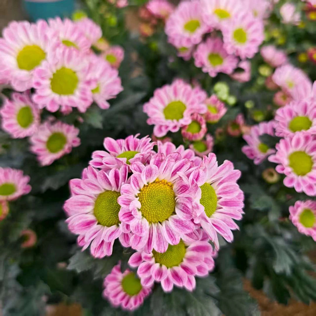 Q  梦幻鲁一尼 菊花 渐变斑纹小菊 多年生 四季开 花期长盆栽地栽