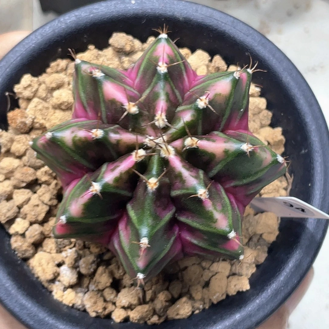 无花朵泰系实生，紫粉臀棱背锦