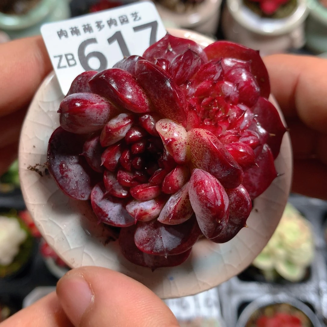 5CM拇指盆精控多肉ZB617