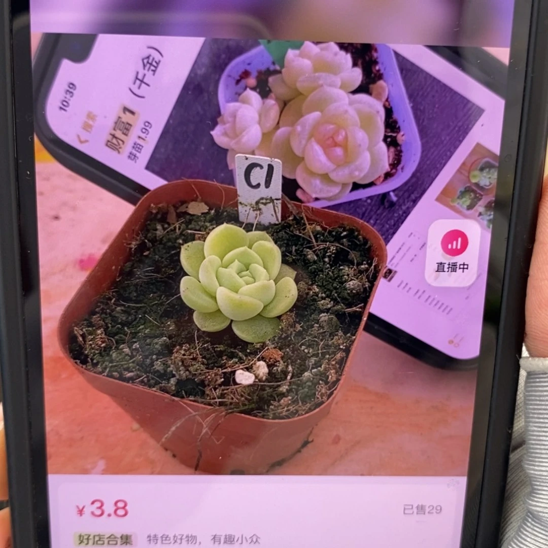 上盆千金财富1一个多肉量拍