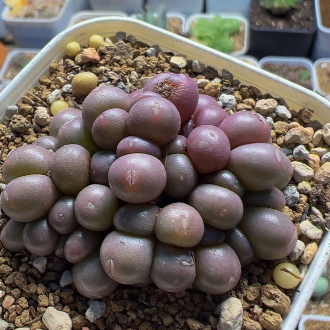 多肉植物母本紫葡萄