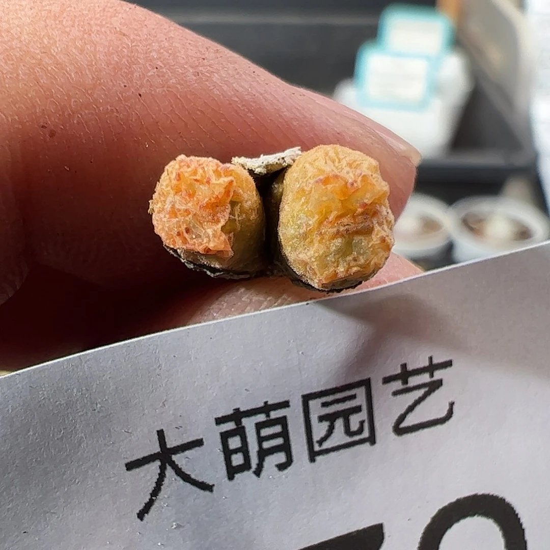 0000970 一物一拍……