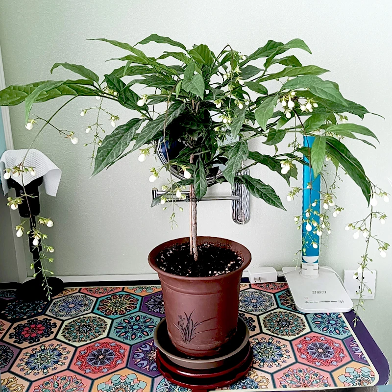 垂丝茉莉花清新淡雅阳台厅堂室内可养护花卉植物盆栽苗