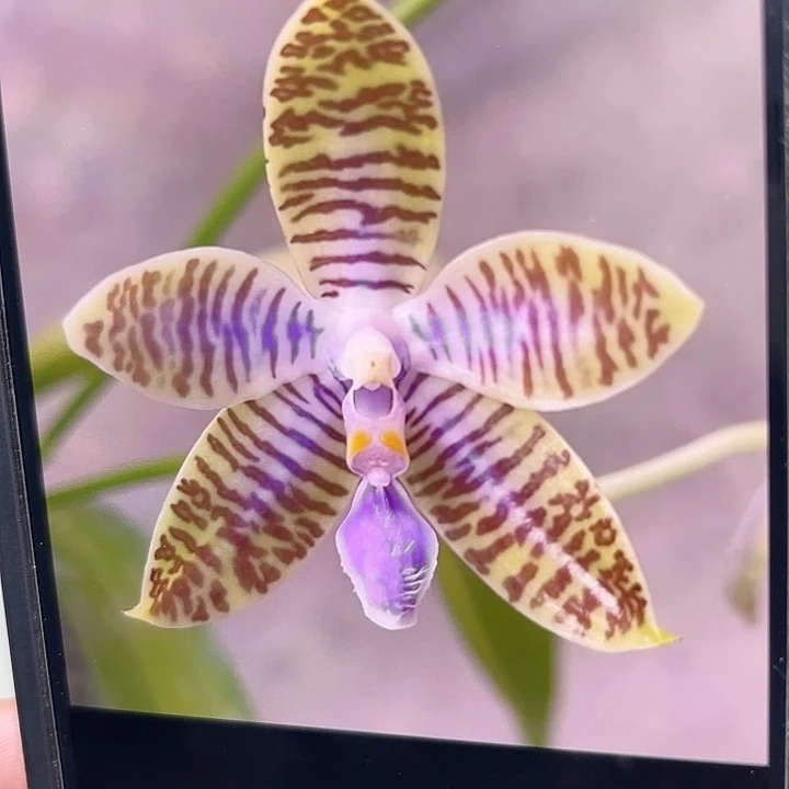 当前无花栽培后可以开花蓝路德
