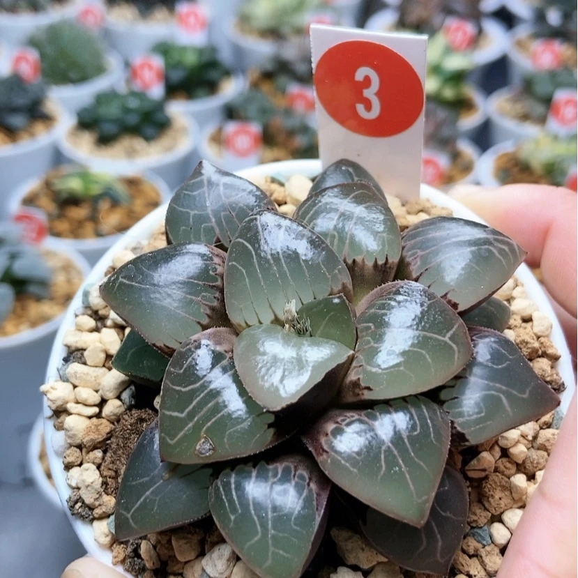 【闪购商品】3丸叶天池