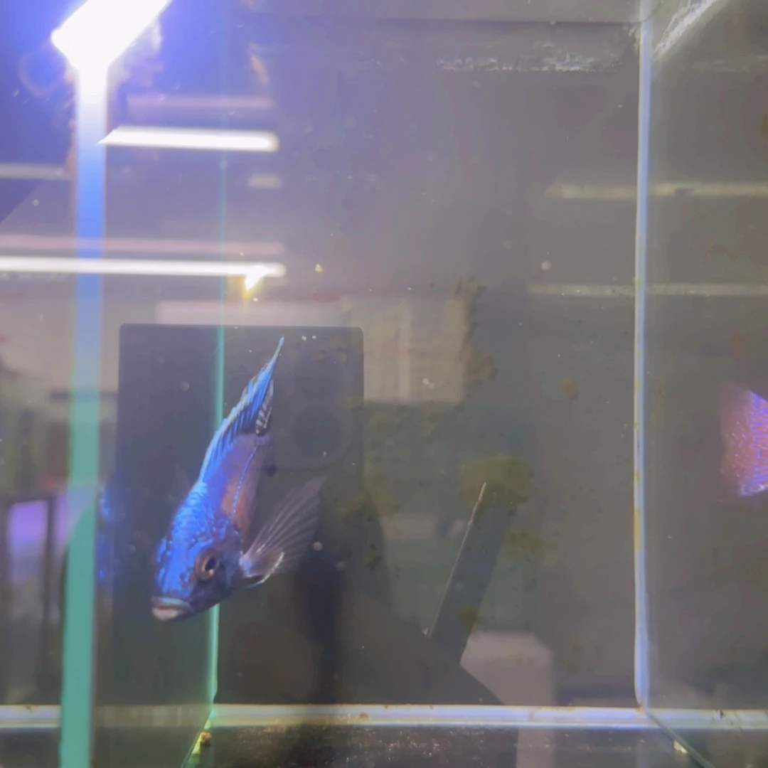 海水81-荧光蓝10-11公分