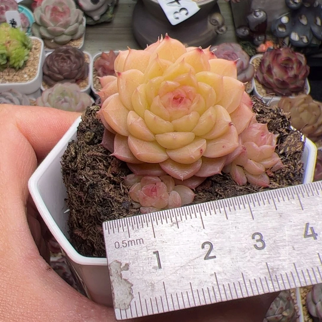 D****?557多肉植物组合盆栽