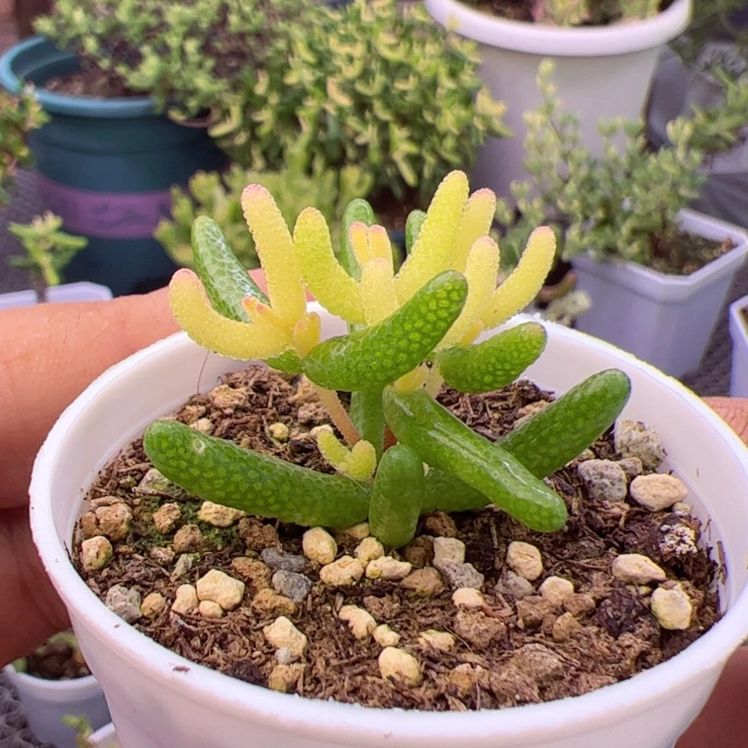多肉植物枝干真飞机猪