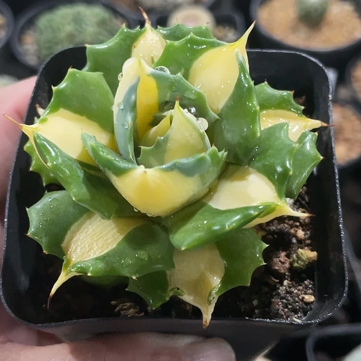 王妃雷神黄中斑