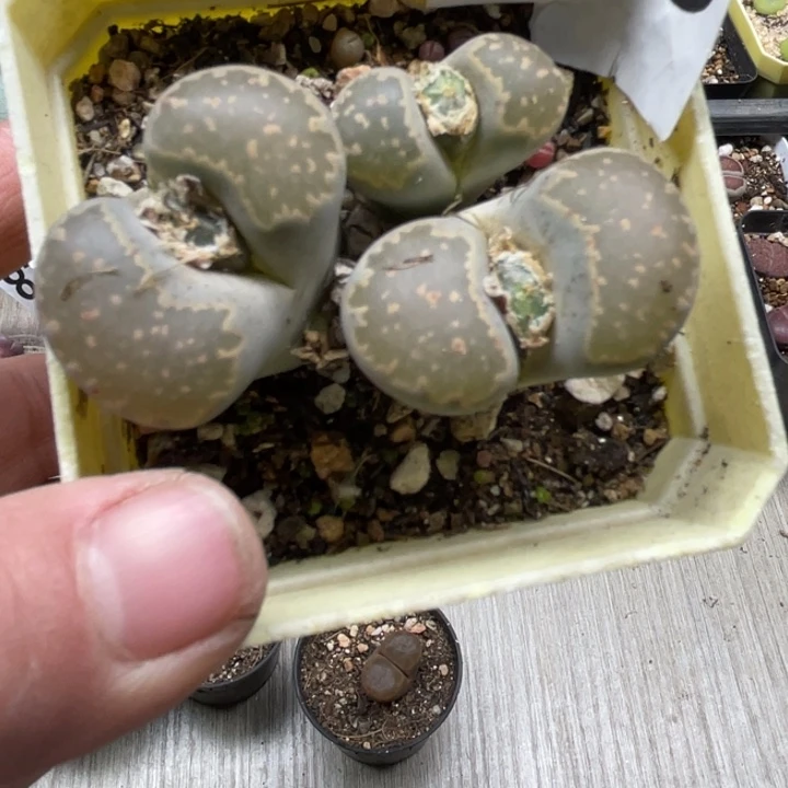 完全开放356母本群带盆