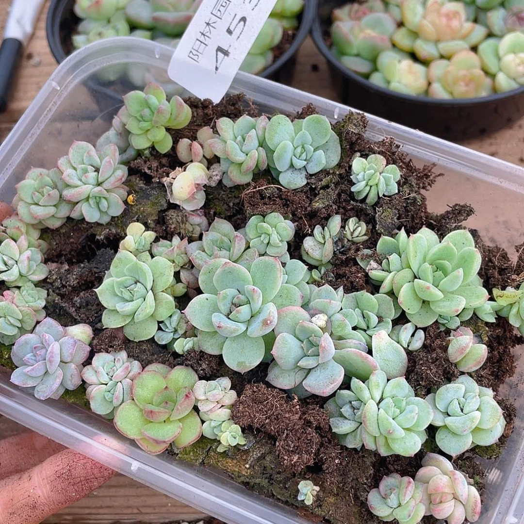 多肉植物多肉植物453