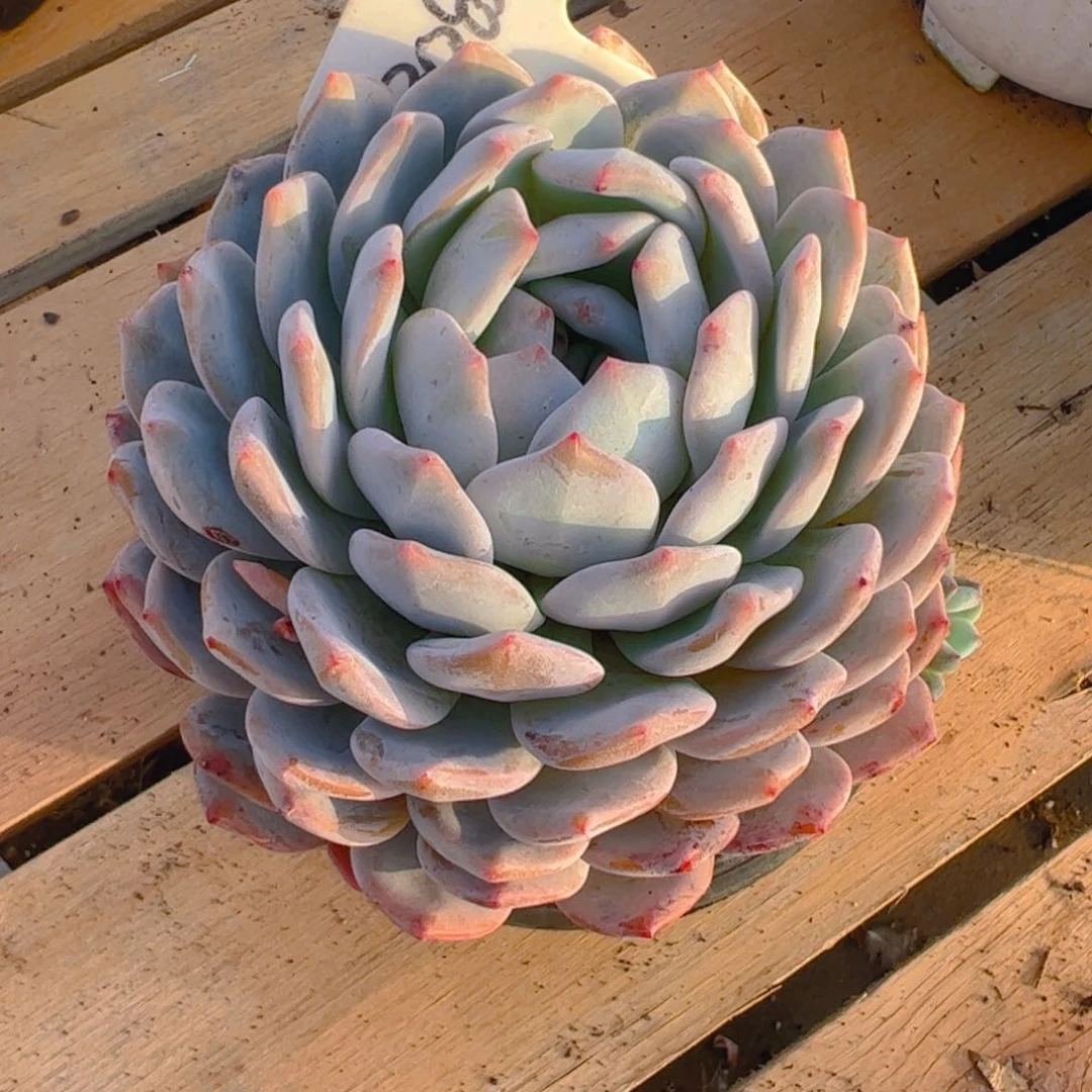 黄***橙梦露3082号一物一拍