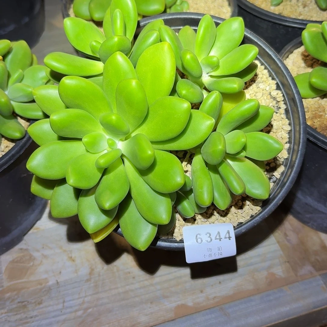 仙***ᵒ6344号芒果奶多肉群生