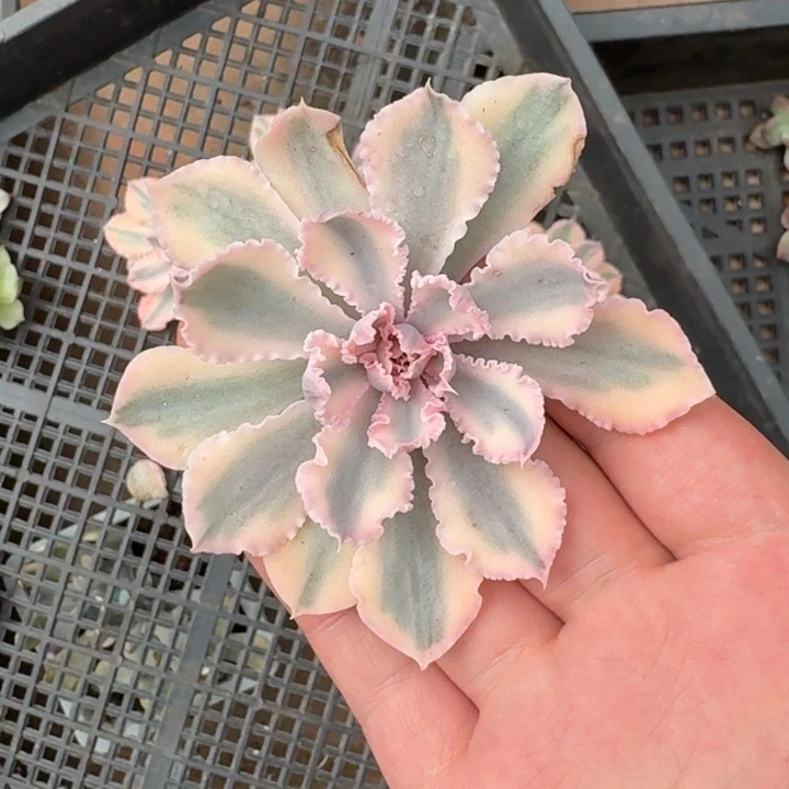 晚霞头盖一物一拍