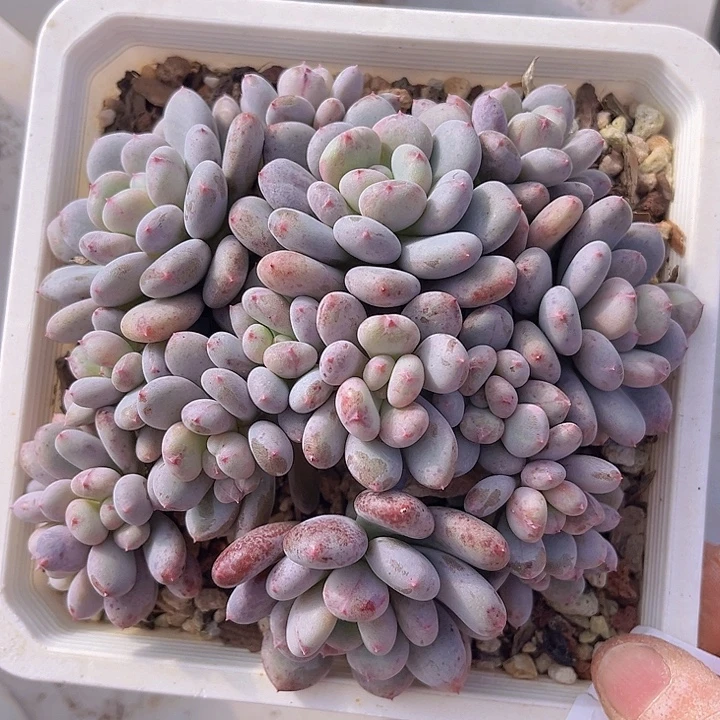 香香雪16109多肉植物