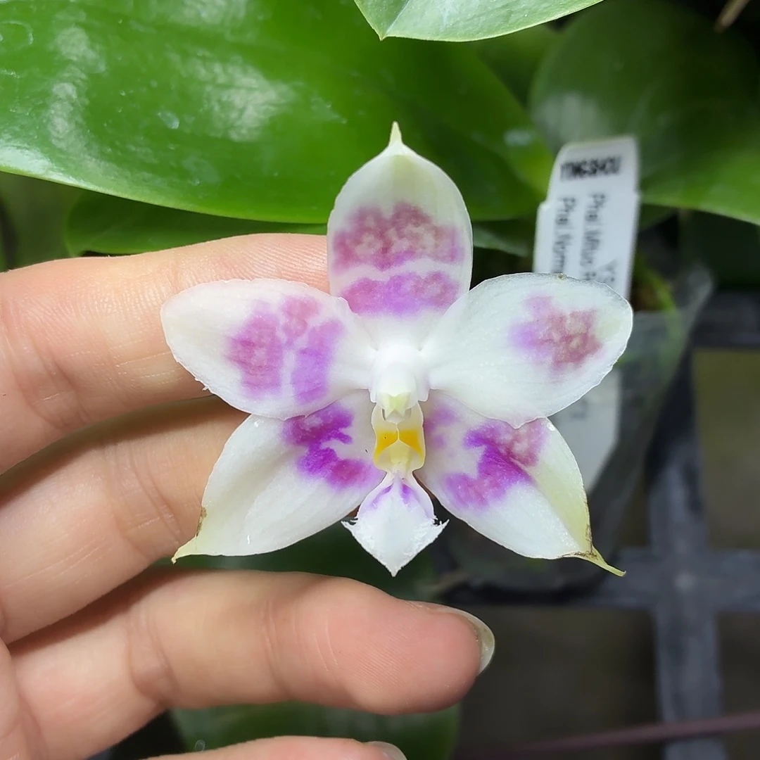 当前无花朵，栽培后可花朵A1586