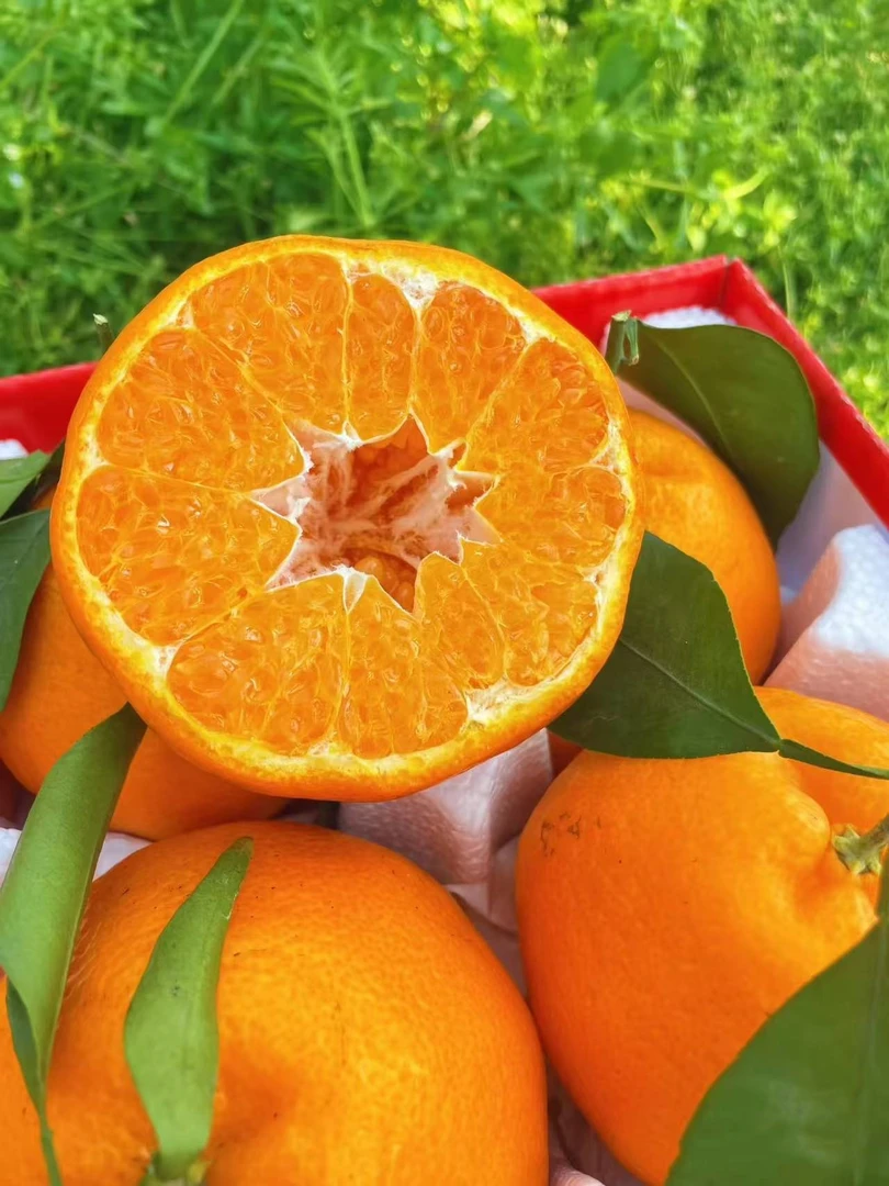 四川春见耙耙柑正宗当季新鲜采摘