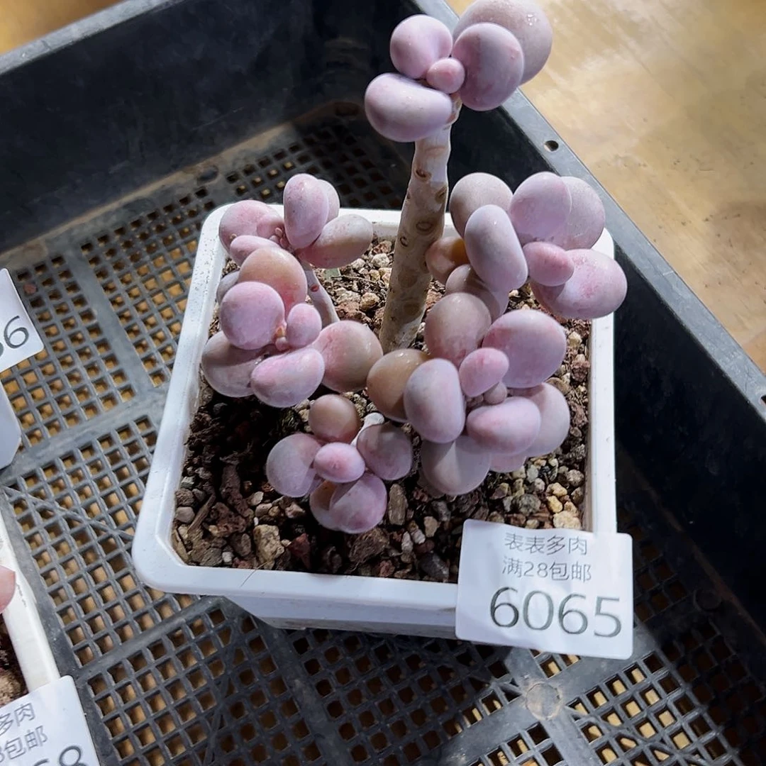 9号我们的确是6065