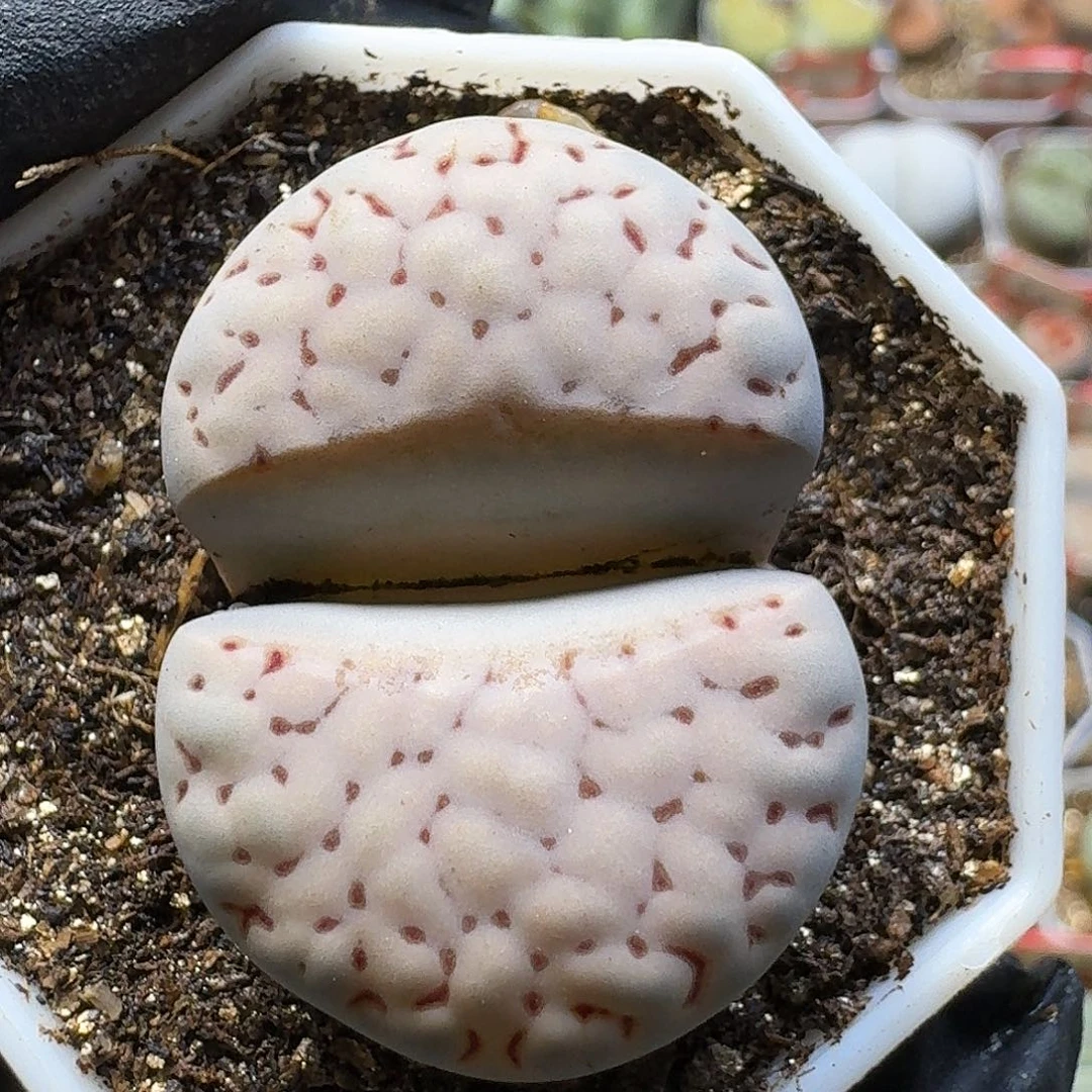 生石花23:：/。  78