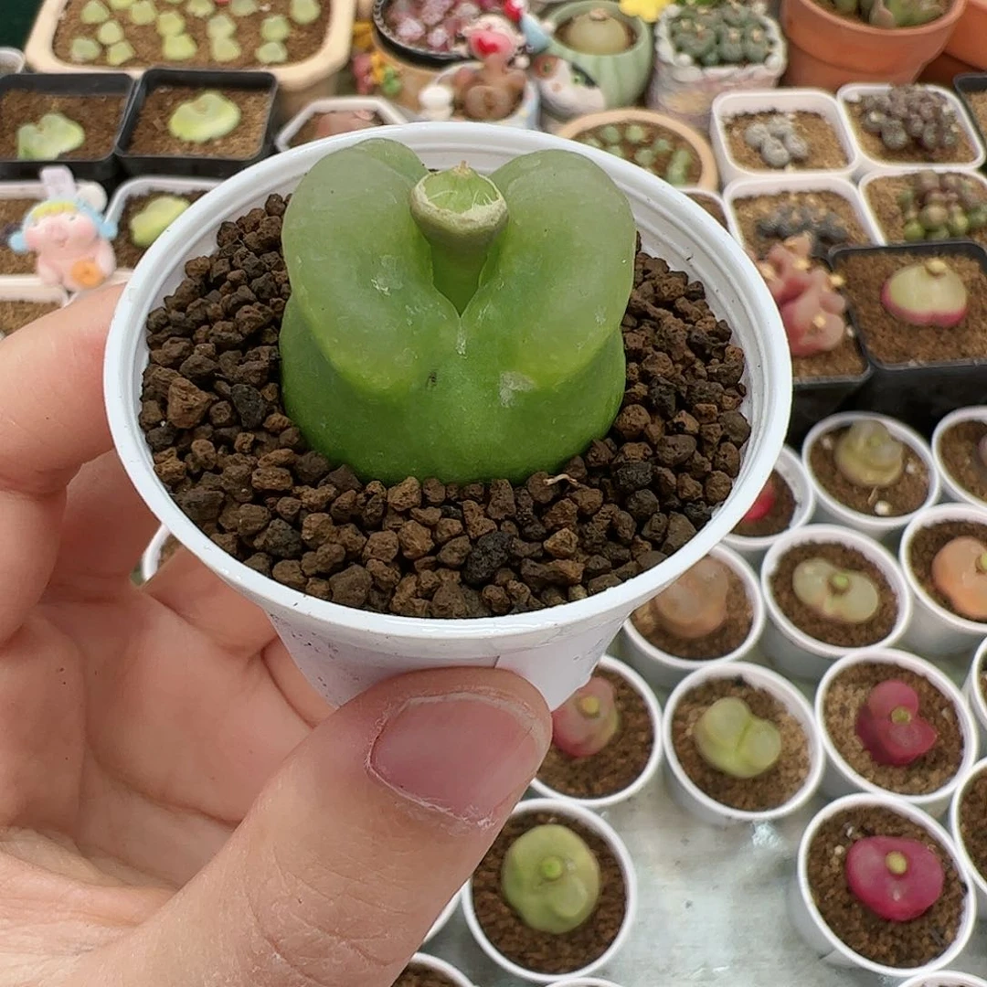 【闪购商品】88 带盆