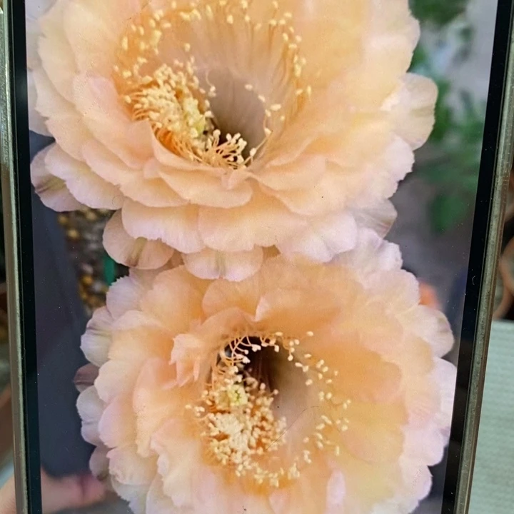 彩草新香槟侧芽3公分左右
