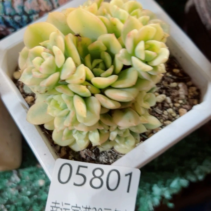 幸运的是我还没遇到过