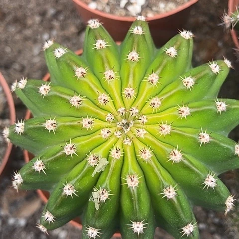 实生彩草带盆土发货