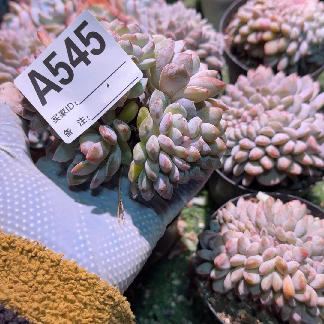 星影缀化呀呀呀呀呀