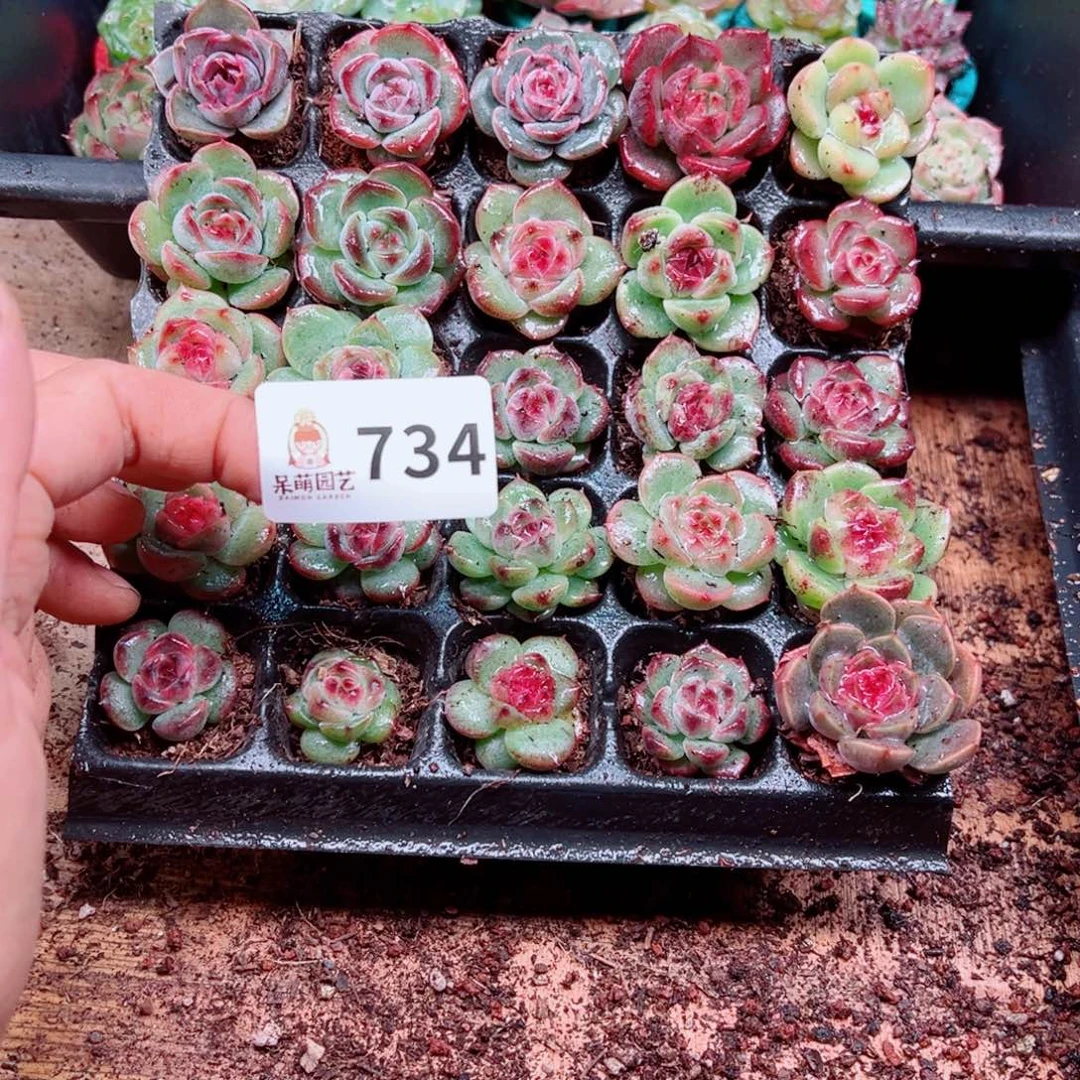 嘉***多肉植物多肉植物
