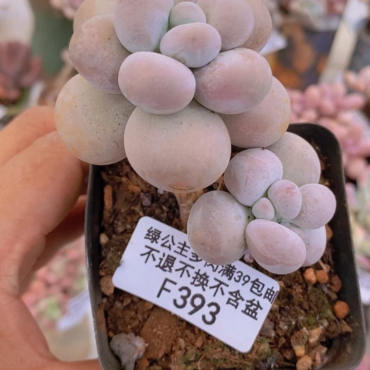 芭比奶洛393多肉植物