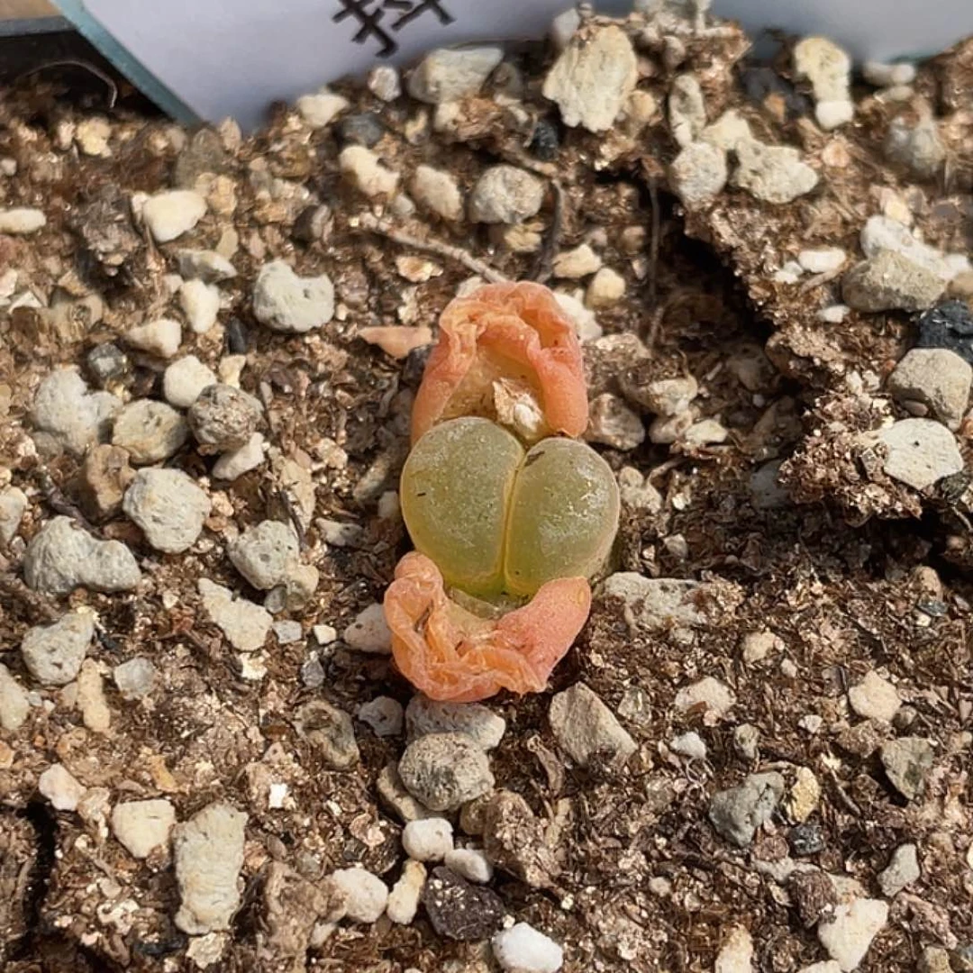 姬**君20-19肉锥多肉植物
