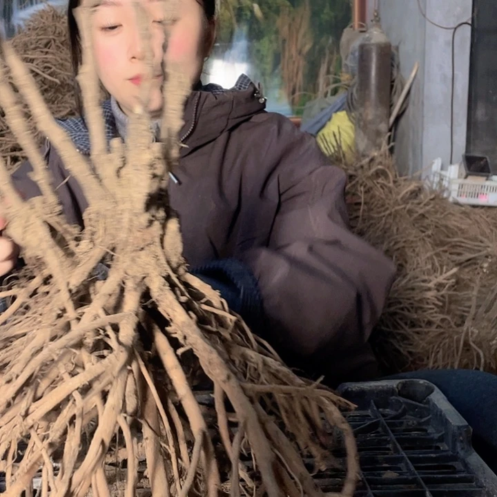完全开放牡丹花一物一拍