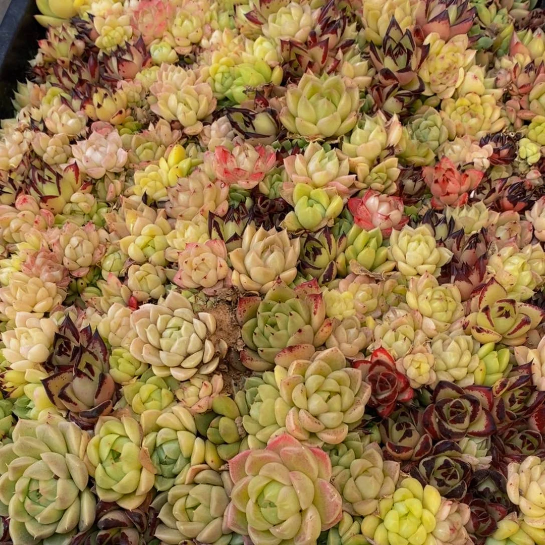提****浪518多肉植物保护研究所