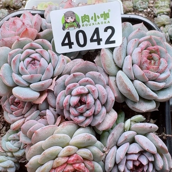 多肉植物多肉植物