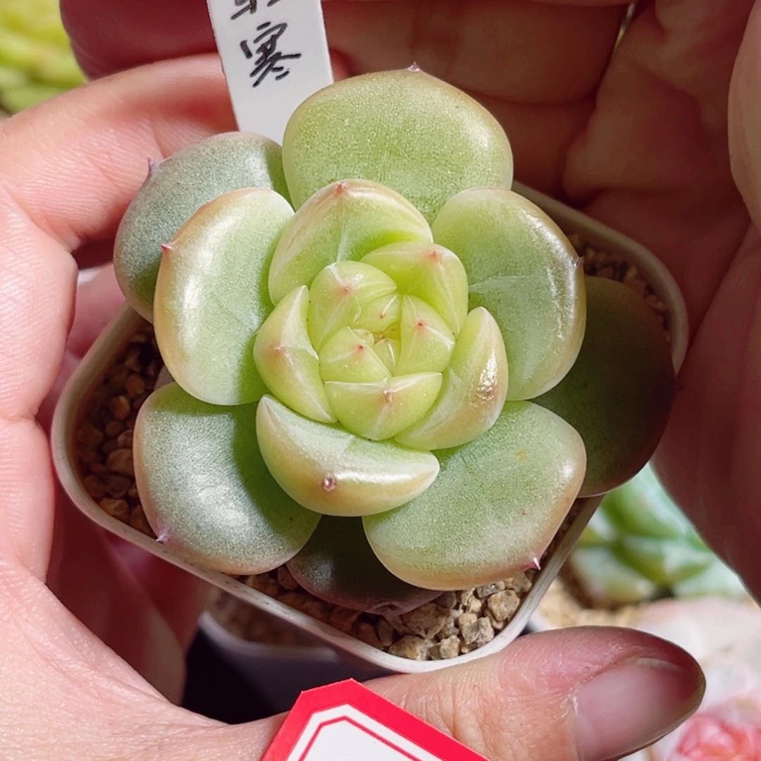 B884 一物一拍 轻寒